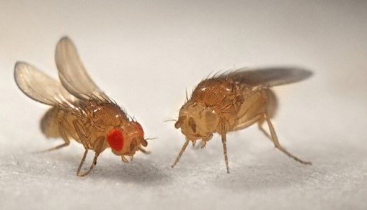 6 Mẹo diệt ruồi giấm trong nhà vệ sinh